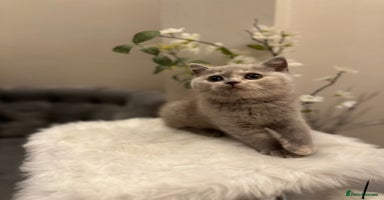 British Shorthair cats - Advert 10