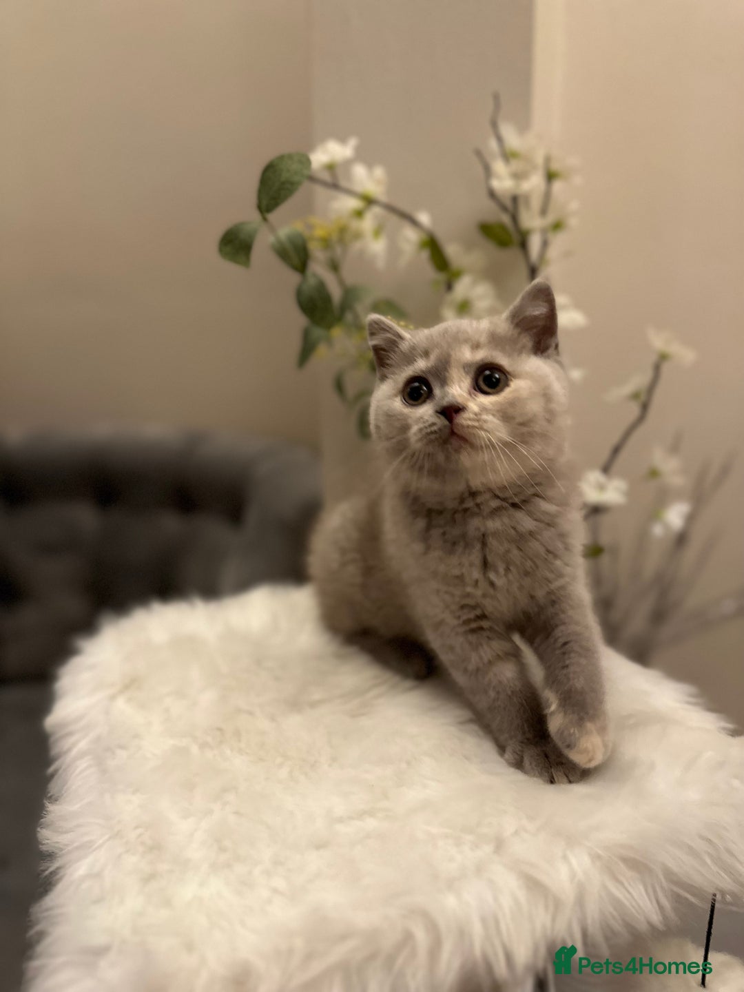 British Shorthair cats for sale: Lilac,Blue,BiColours & Colourpoint Registered  - Image 27