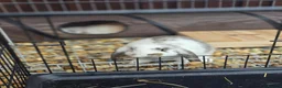 French Lop rabbits for sale: Giant french lop babies - Advert 5