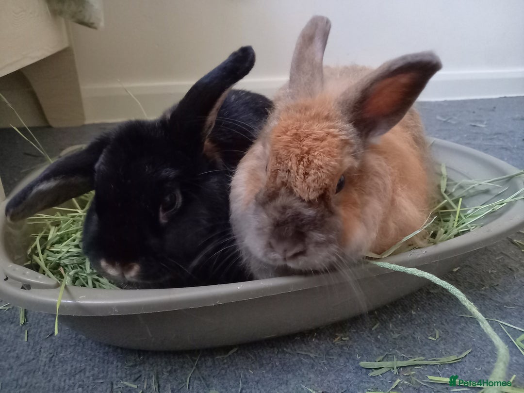 Mixed Breed rabbits for sale: Bonded pair looking for retirement home - Advert 1