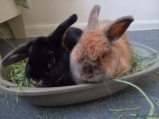 Mixed Breed rabbits Bonded pair looking for retirement home - Advert 16