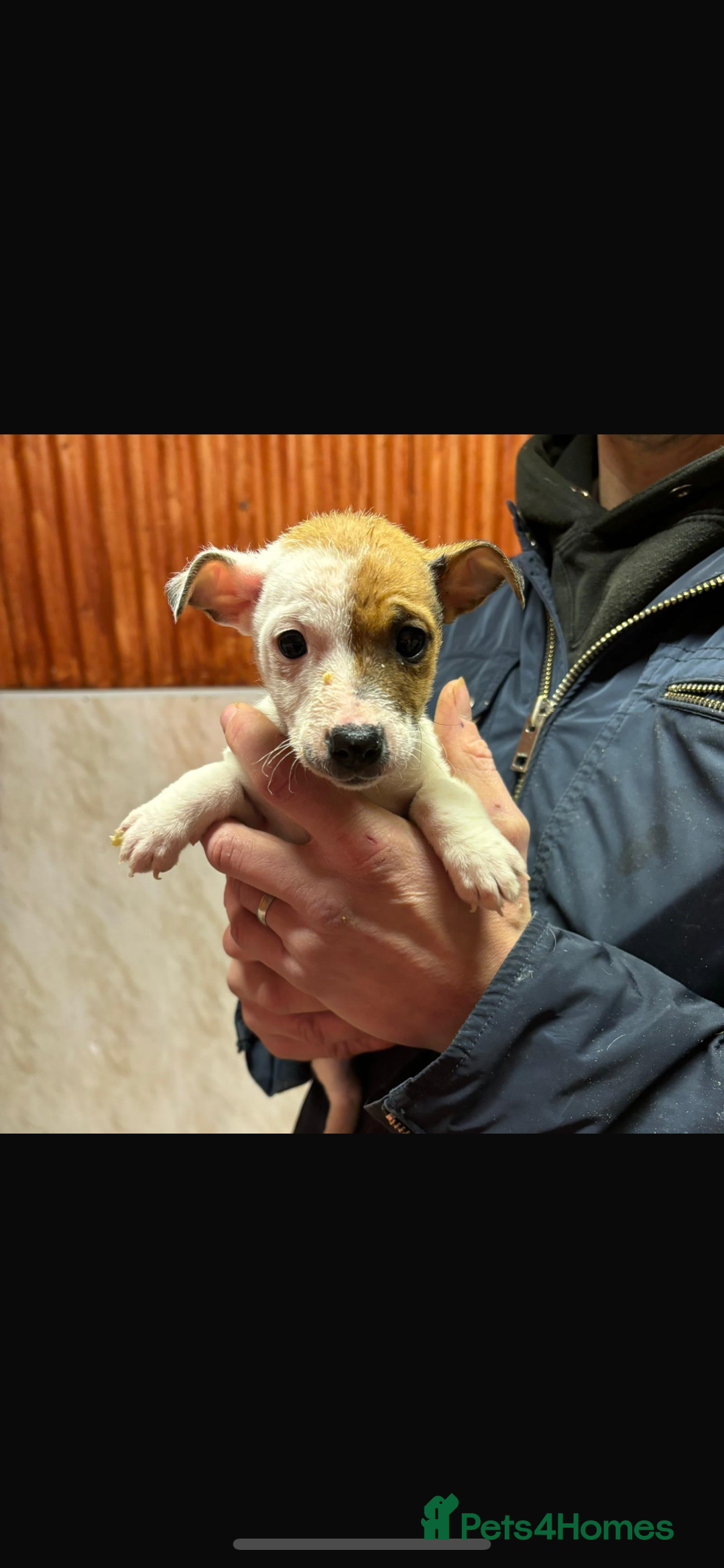 Jack Russell dogs for sale: Jack Russell puppy’s ready to go  - Advert 9