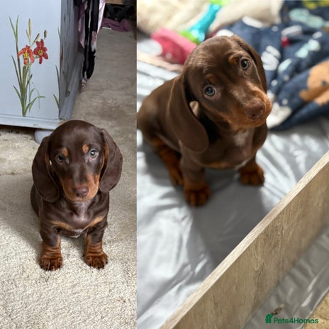 Miniature Dachshund dogs - Advert 1