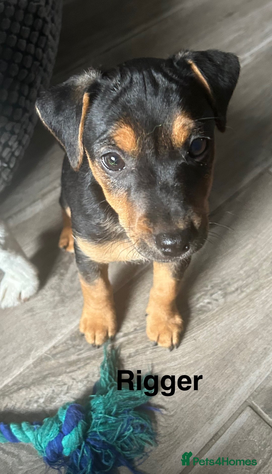 Jack Russell dogs for sale: Jack Russell’s ready now - Image 23