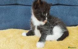 Ragdoll cats for sale: Half Ragdoll -one black boy - Image 19
