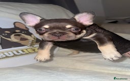 French Bulldog dogs for sale: French Bulldog puppies for sale - Image 14