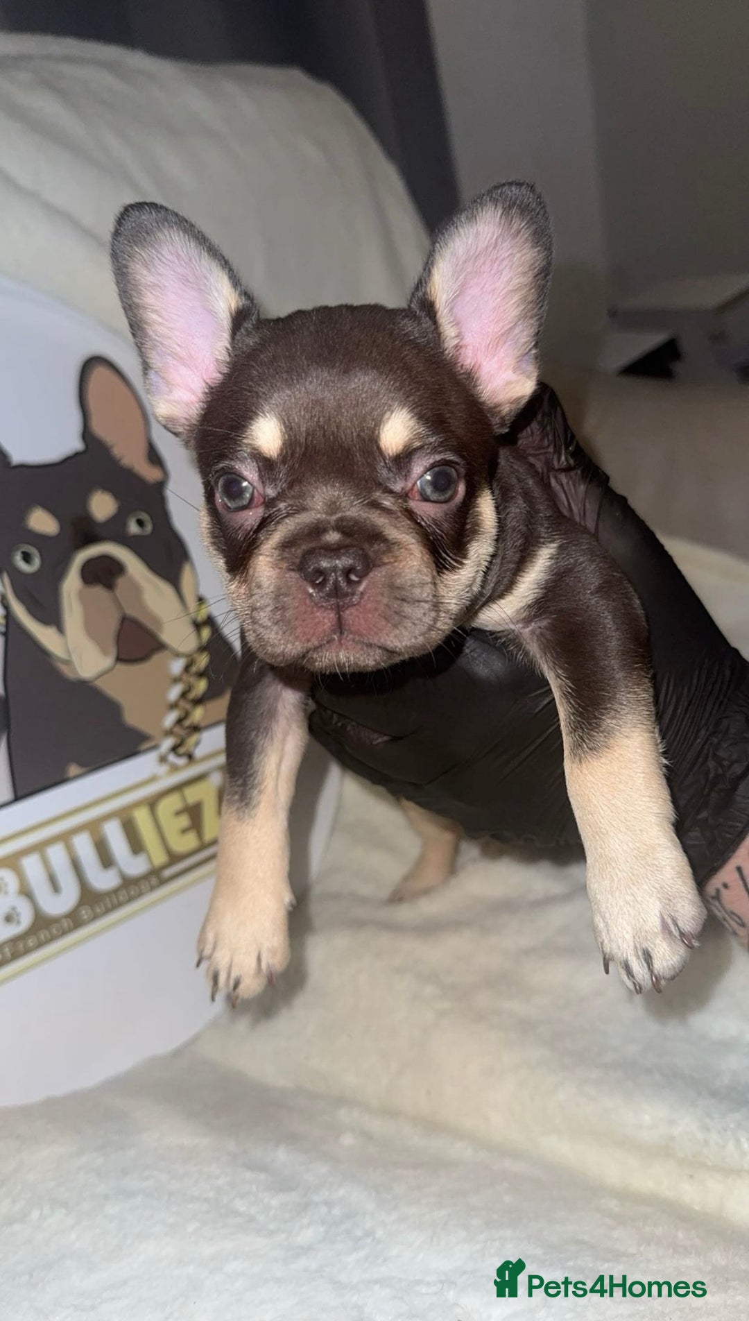 French Bulldog dogs for sale: French Bulldog puppies for sale - Image 14