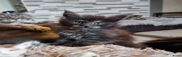 Maine Coon cats for sale: Tica registered kittens - Advert 10
