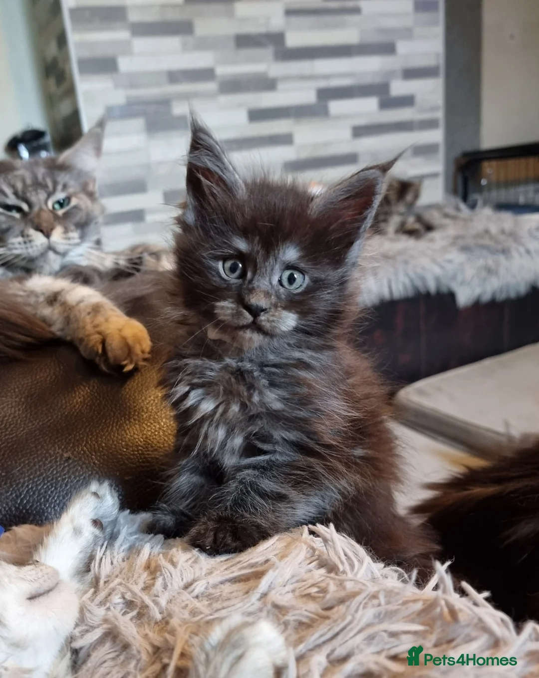 Maine Coon cats for sale: Tica registered kittens - Advert 10