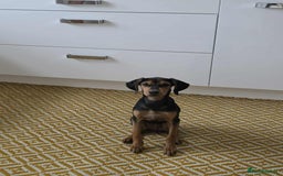 Mixed Breed dogs for adoption: Rosie Bud adorable puppy - Image 9