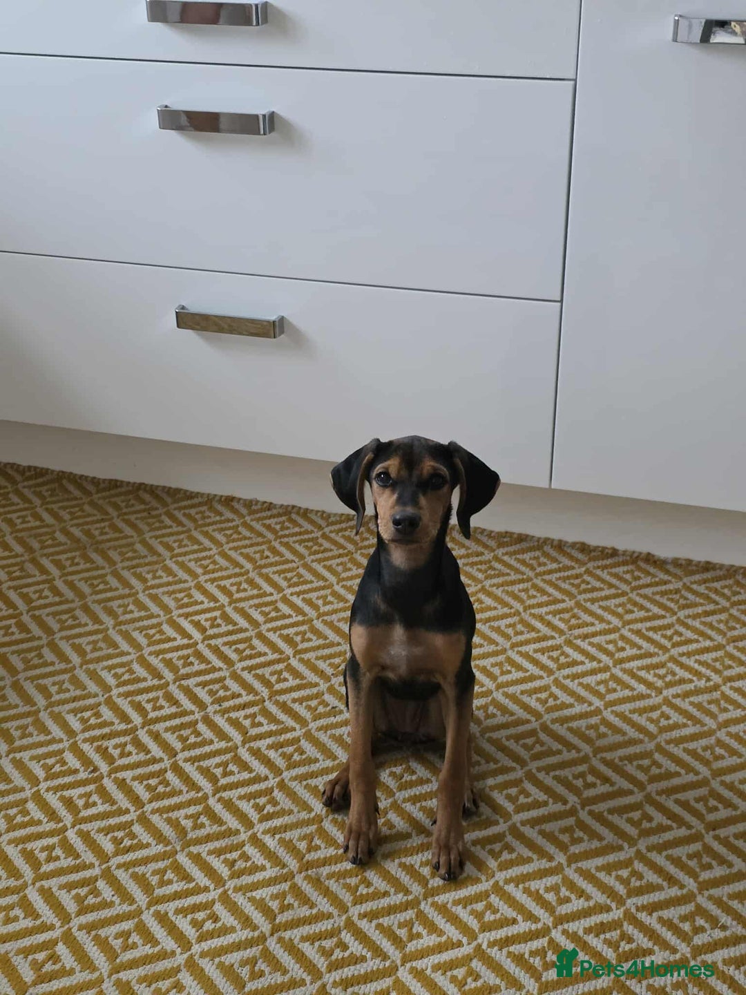 Mixed Breed dogs for adoption: Rosie Bud adorable puppy - Image 9