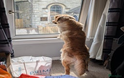 Golden Retriever dogs for stud: Fully Health & Sperm Tested KC Golden Retriever in Saltcoats - Image 4