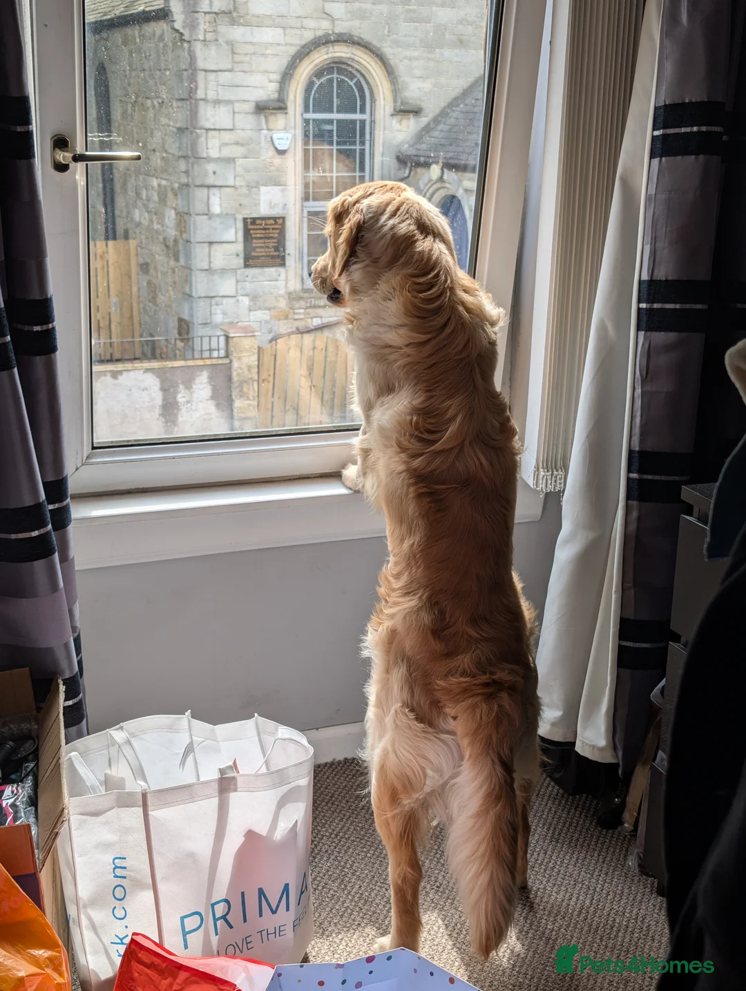 Golden Retriever dogs for stud: Proven - Fully Health Tested KC Golden Retriever in Saltcoats - Advert 4