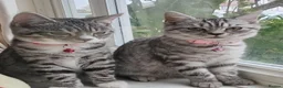 British Shorthair cats for sale: Silver Spotted Bsh last boy available. - Advert 4