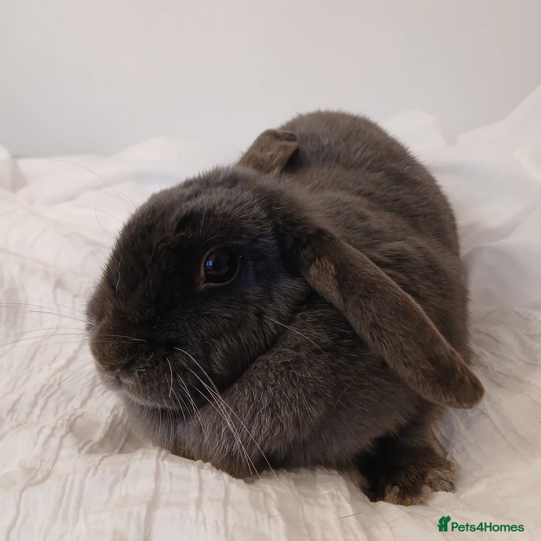 Mixed Breed rabbits for sale: 2 Year Old Dark Grey Mini-lop💗 - Advert 3