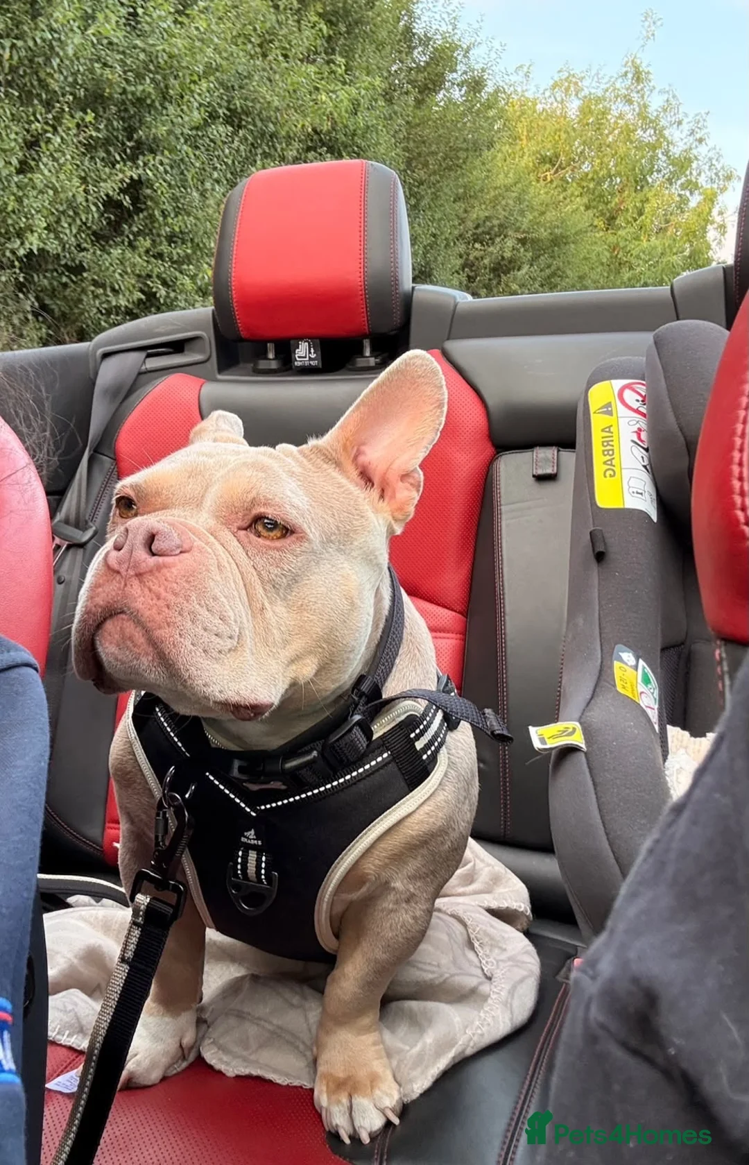 Mixed Breed dogs for adoption: ❤️🐶 COCO – SHE'S THE MOST LOVING GIRL... in Derby - Advert 2