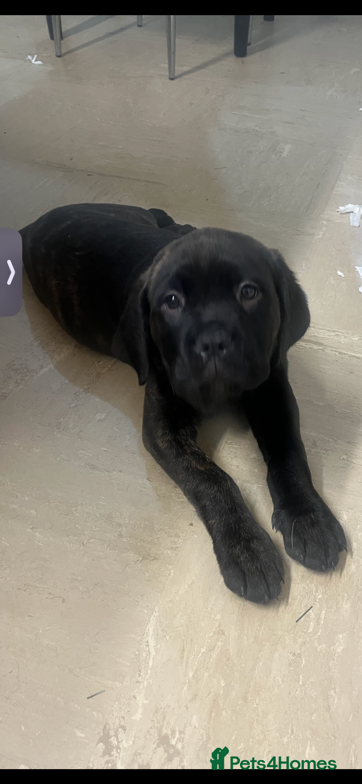 Mixed Breed dogs Litter of 10 Beautiful, Chunky Puppies - Advert 1