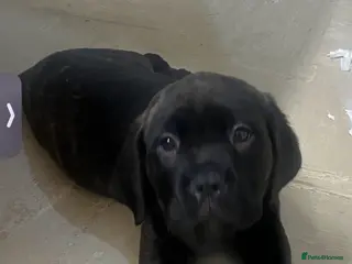 Mixed Breed dogs Litter of 10 Beautiful, Chunky Puppies - Advert 1