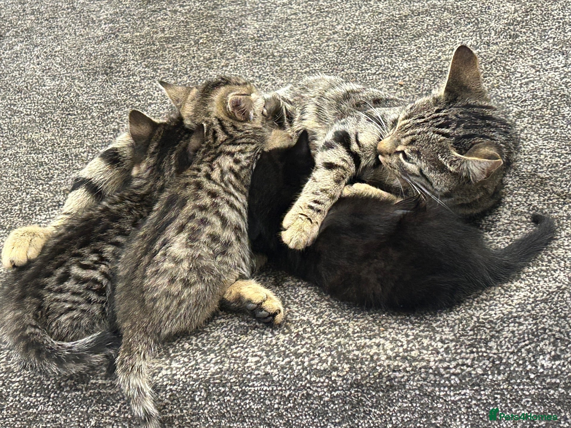 British Shorthair cats 3 kittens  - Advert 1