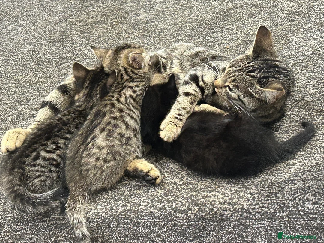 British Shorthair cats for sale: 3 kittens  in Newcastle upon Tyne - Advert 1