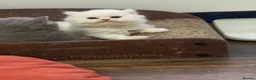 British Longhair cats for sale:  British Shorthair & British Longhair GCCF - Advert 10
