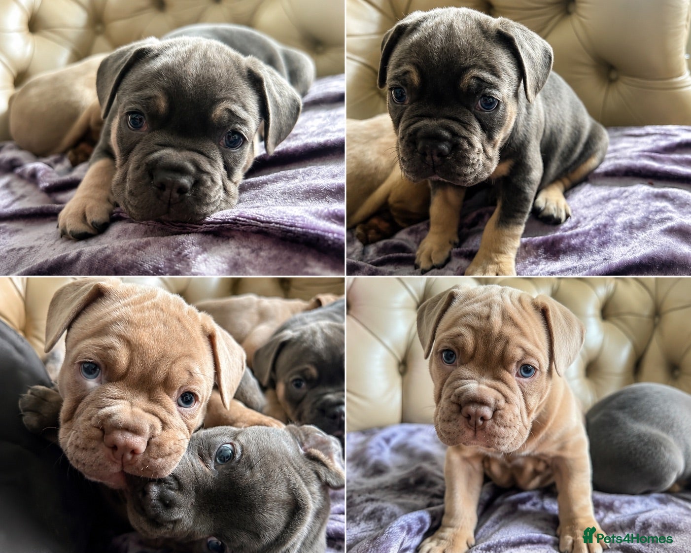 Mixed Breed dogs Beautiful French Bulldog Mix Puppies – Blue Eyes - Advert 1