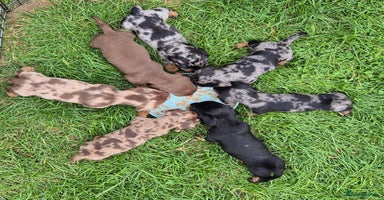 Miniature Dachshund dogs - Advert 5