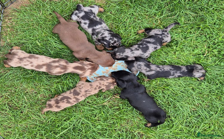 Miniature Dachshund dogs - Advert 10