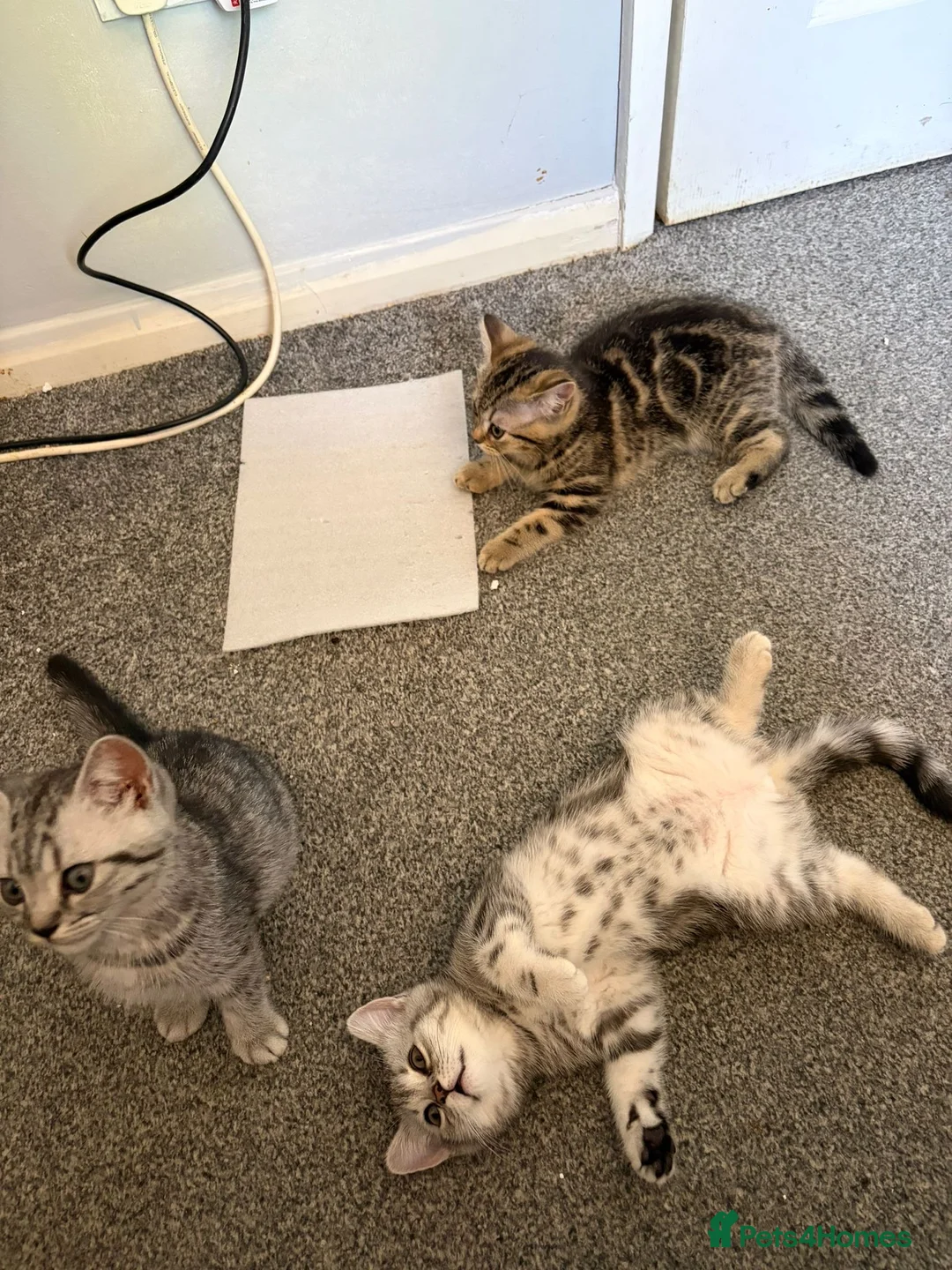 British Shorthair cats for sale: British short hair kittens X3 in Horsham - Advert 1
