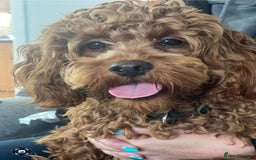 Cavapoo dogs for sale: Beautiful cavapoo looking for her forever home - Image 2