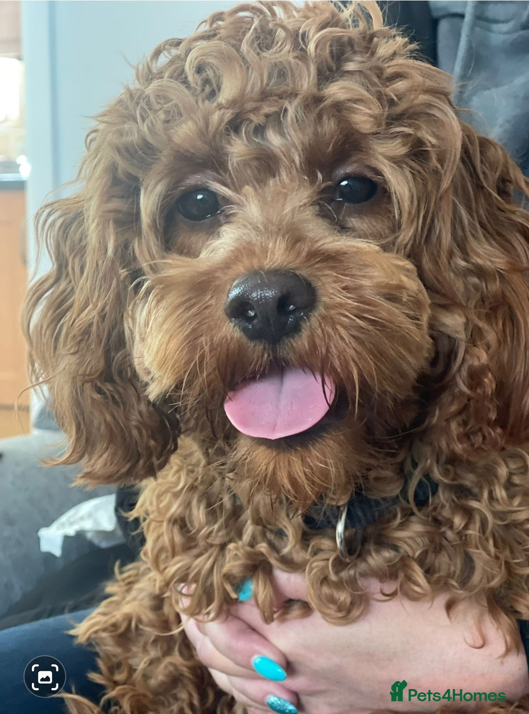 Cavapoo dogs for sale: Beautiful cavapoo looking for her forever home - Image 2