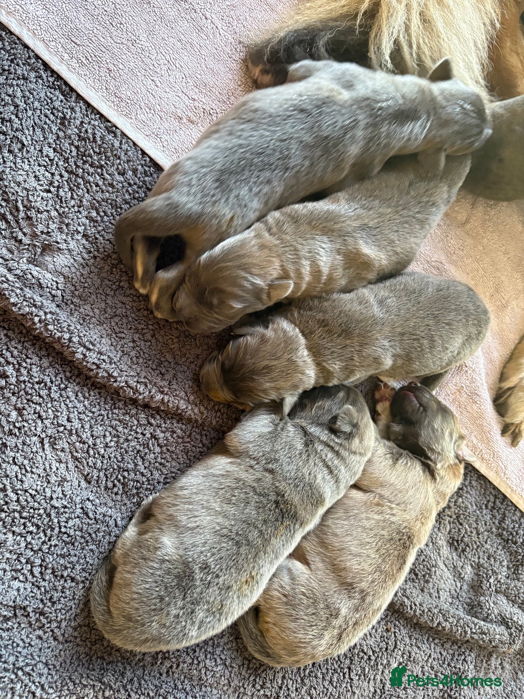 German Shepherd dogs for sale: Blue/Tan Pedigree German Shepherd puppies - Image 5