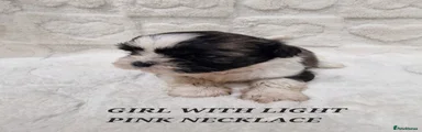 Shih Tzu Puppy 2