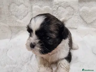 Shih Tzu dogs Pure breed Shih Tzu 1 sweet girls puppy - Advert 6