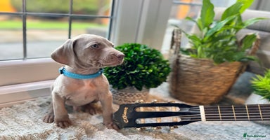 Weimaraner dogs - Advert 9