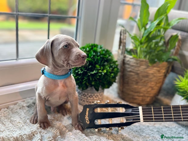 Weimaraner dogs - Advert 1