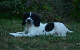 English Springer Spaniel dogs for sale: KC 10 week old Springer Spaniel puppies - Image 7