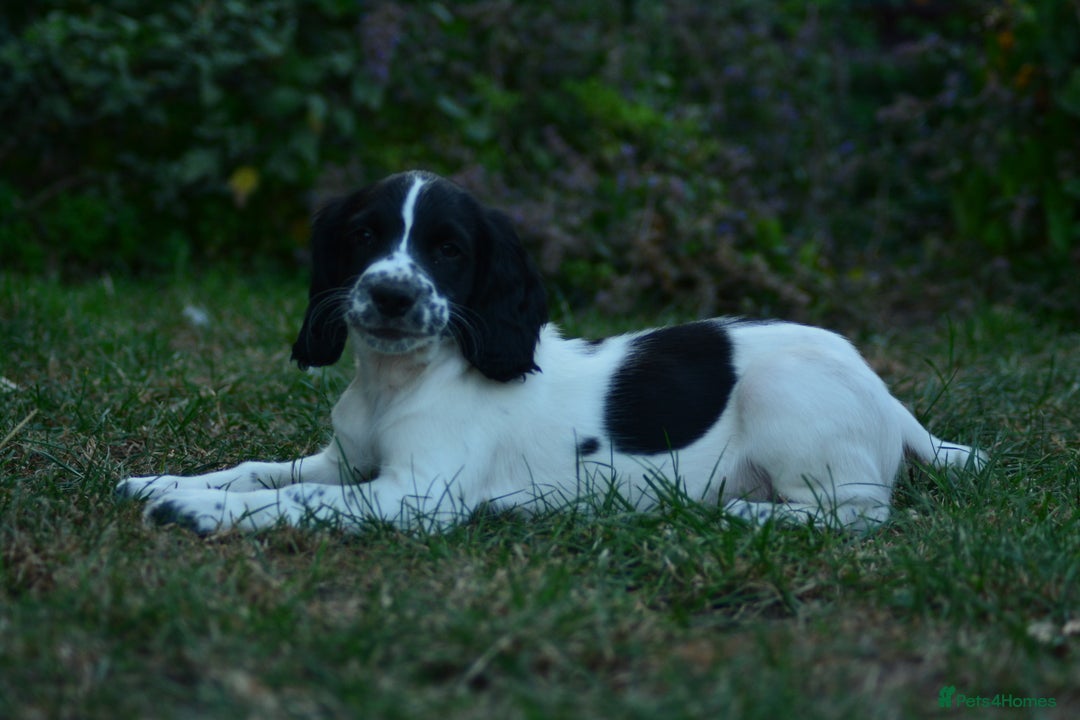 English Springer Spaniel dogs for sale: KC 10 week old Springer Spaniel puppies - Image 7
