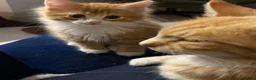 Mixed Breed cats for sale: Ginger Boys  - Advert 3