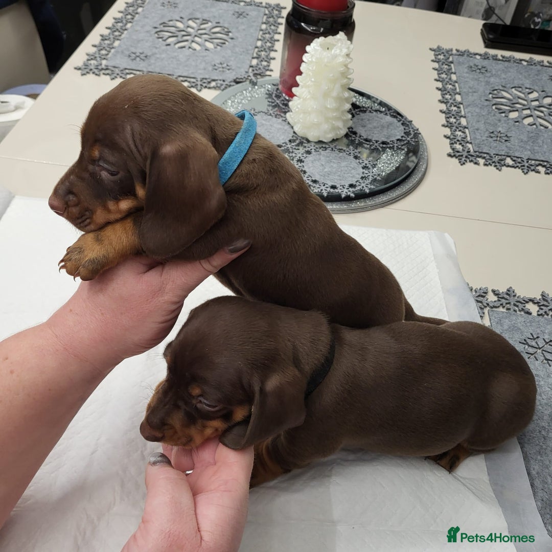 Dachshund dogs for sale: Wonderful dachshund puppies  - Advert 6