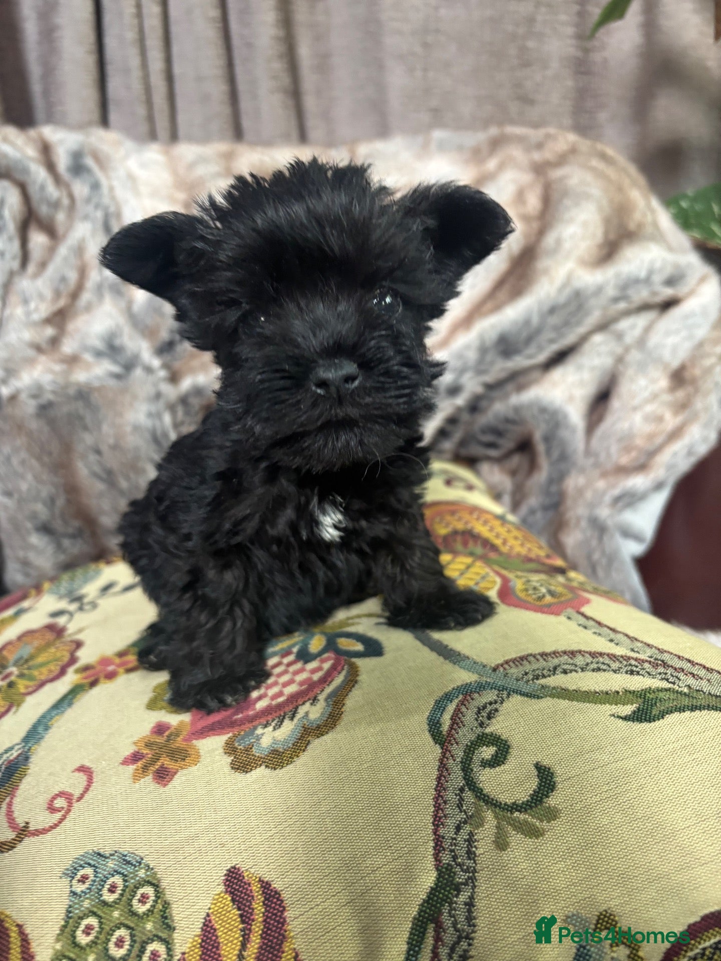Miniature Schnauzer dogs Beautiful KC Miniature Schnauzers Black - Advert 1