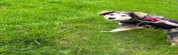 Mixed Breed dogs for adoption: Meet Bolt, currently residing in Cheshire  in Nantwich - Advert 7