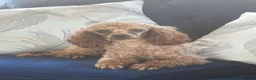 Toy Poodle dogs for stud: KC RED TOY POODLE STUD - Advert 6