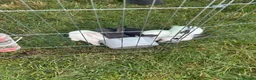 Mixed Breed rabbits for sale: 9 baby bunnies very soon ready for loving homes - Advert 3