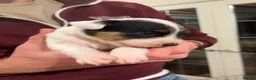 Parson Russell dogs for sale: Gorgeous Litter of Parson Terrier puppies  - Advert 4