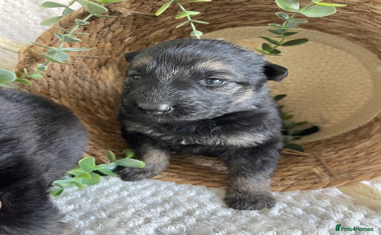 German Shepherd dogs - Advert 2