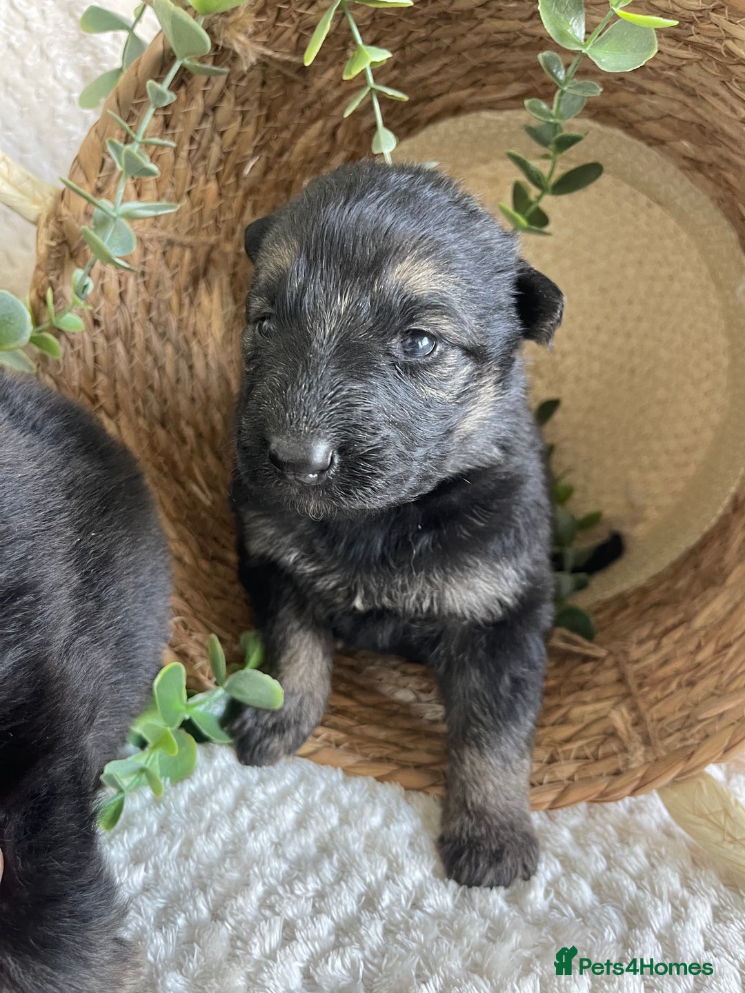 German Shepherd dogs for sale: STUNNING DNA TESTED GERMAN SHEPHERDS - Image 1