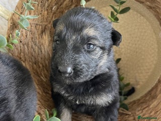 German Shepherd dogs - Advert 7