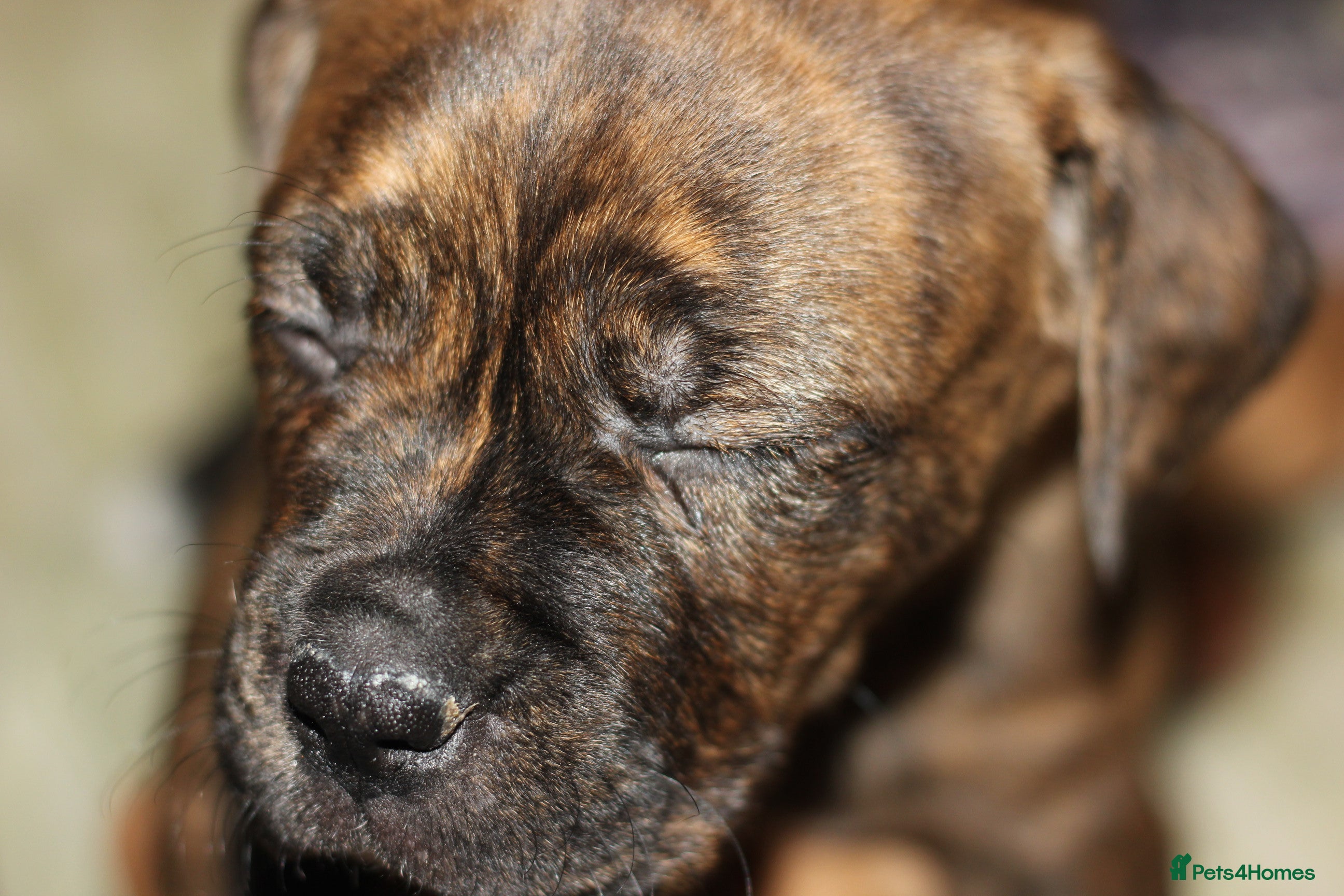 Mixed Breed dogs Bullmastiff x mixed breed  - Advert 1