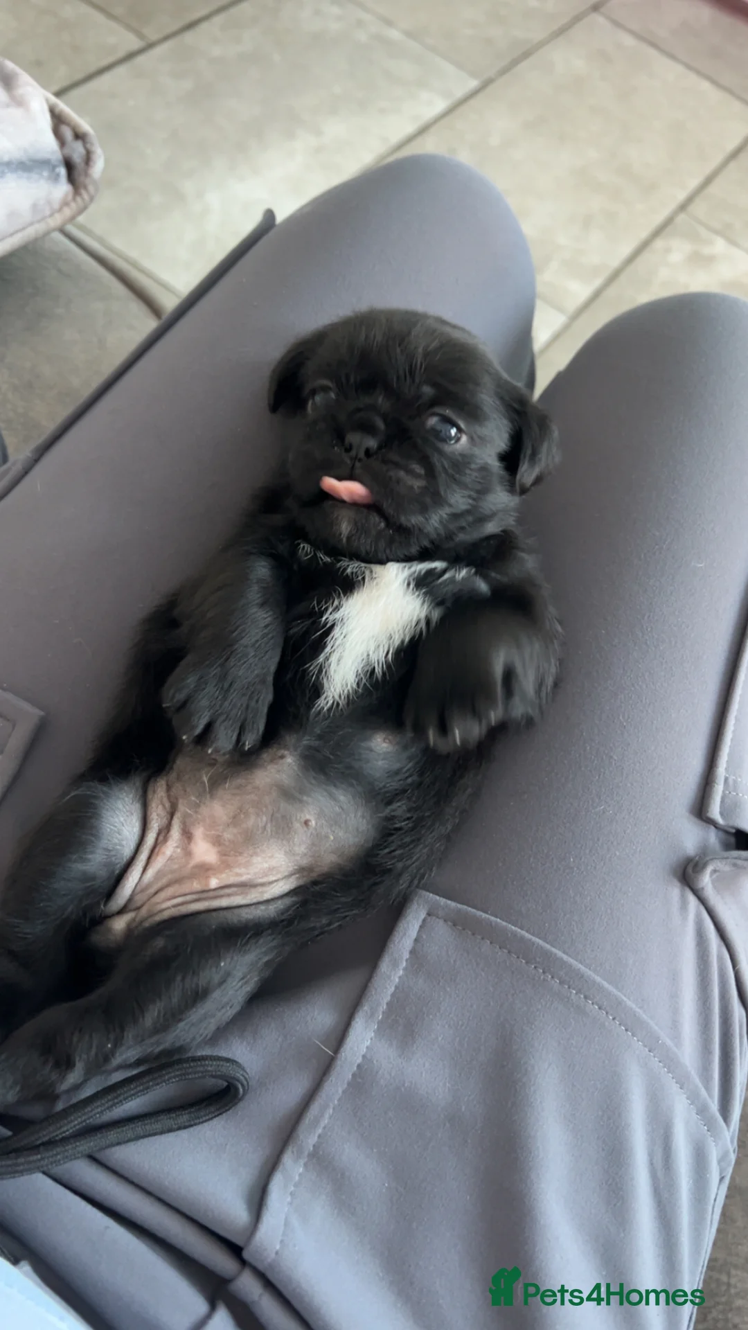 Mixed Breed dogs for sale: Pug - Zu  in Newcastle upon Tyne - Advert 2